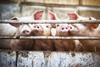 Pigs on a farm