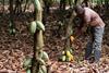 FARM_045 FARMER CUTTING COCOA PODS (2)