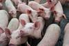 Pigs