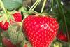 Elizabeth strawberry