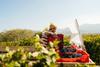 Organic wine stock image 1425803430