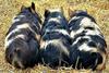 3pigs