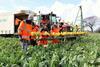 Workers in field cauliflower brassicas crops