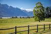 new zealand lamb countryside field farming