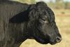 Beef cow