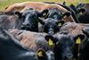 Cows cattle