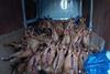 Sheep carcasses thought to be subject to smoking process discovered in a van in London Monday 25 November 2024