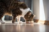 Cat eating catfood petfood petcare