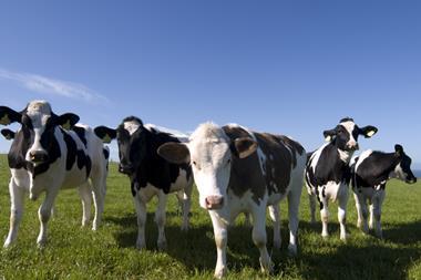 Friesians dairy cows