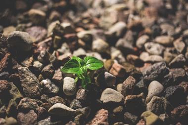 Green shoot growth plant gravel