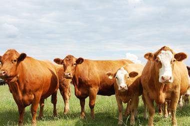 beef cattle