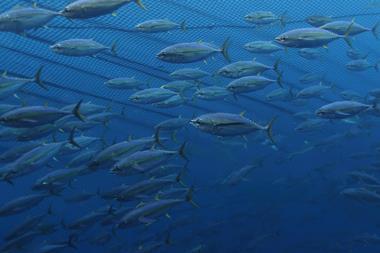 Yellowfin tuna ISSF image - credit Fabien Forget