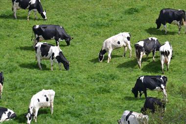 dairy cows