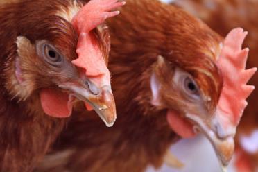 chicken poultry