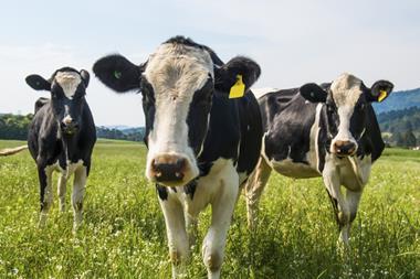 dairy cow