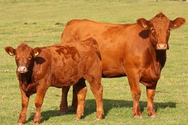 Beef cow and calf