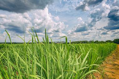 crop field