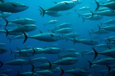 Tuna