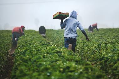 fruit picking workers