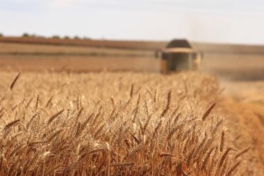 wheat crop field