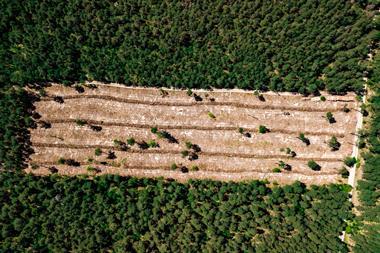 Deforestation (2)