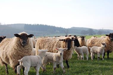 lamb