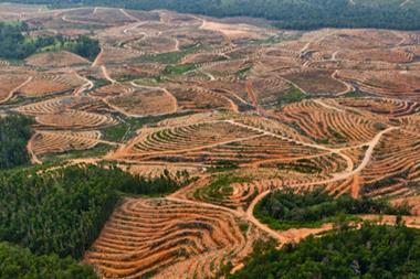 palm oil deforesation