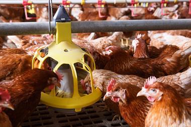 chickens