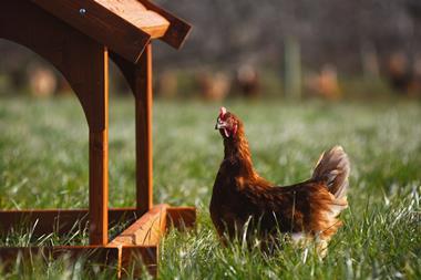 Happy Egg Co chicken