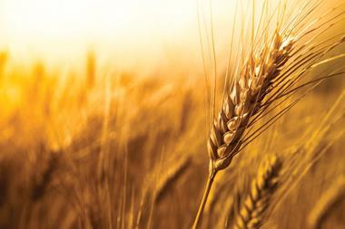 wheat