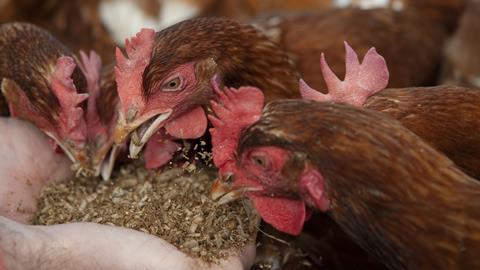 PinPep_Morrisons_CarbonNeturalEggs_005
