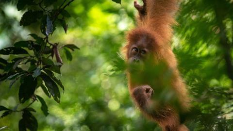 371955-Donor trip-orangutans-024-a909f4-original-1606919046 (1)