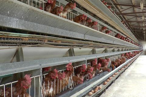Battery Hen Farm (c) Compassion in World Farming
