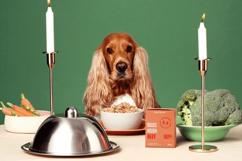 Marley Dog Dining Marleybones