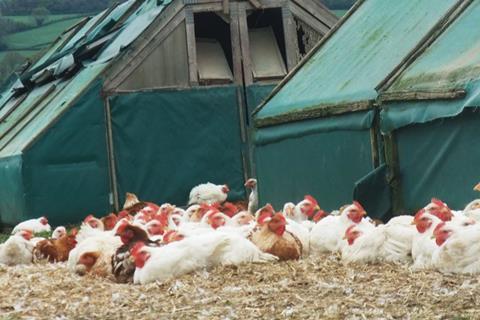2 sisters organic chickens